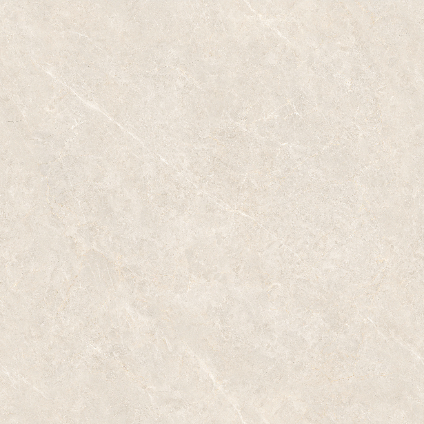 8DBP503B 頂級白玉蘭產品圖